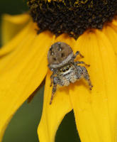 Image of: Salticidae (jumping spiders)