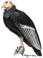 Image of: Gymnogyps californianus (California condor)