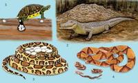 Image of: Reptilia (reptiles)