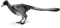 Archaeopteryx bavarica
