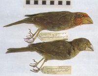Bonin Grosbeak - Chaunoproctus ferreorostris