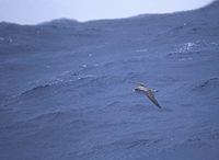 Cory's Shearwater (Calonectris diomedea) photo