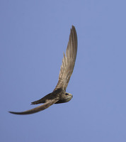 Common Swift (Apus apus) photo