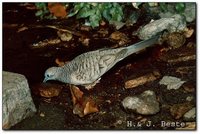 Peaceful Dove - Geopelia placida