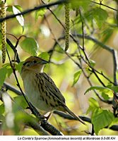Le Conte's Sparrow - Ammodramus leconteii