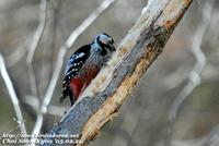 Fig. 23. White-backed Woodpecker : 큰오색딱다구리