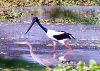 Black necked Stork
