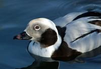 A long-tailed duck on water. It is white with brown patches and appealing brown eyes.
