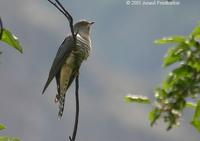 Lesser Cuckoo » Cuculus poliocephalus