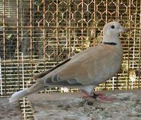 Ring neck dove -  Streptopelia risoria