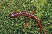: Ensatina eschscholtzii oregonensis; Ensatina Salamander