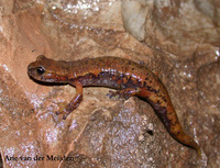 : Hydromantes ambrosii; French Cave Salamander