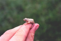 : Hyperolius balfouri; Long Reed Frog
