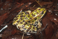 : Rana pipiens; Leopard Frog