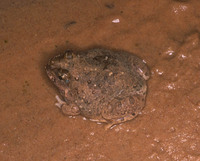 : Tomopterna cryptotis; Cryptic Sand Frog