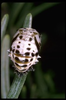 : Anatis rathvoni; Ladybird Beetle, Ladybug