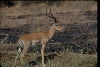 : Repyceros melampus; Impala
