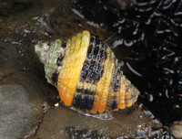: Ocinebrina circumtexta; Circled Rock Snail
