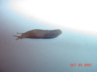 : Prophysaon dubium complex; Papillose Taildropper Slug