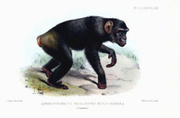 Joseph Smit Anthropopithecus troglodytes