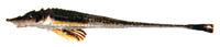 Sarritor leptorhynchus, Longnose poacher: fisheries