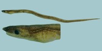 Schultzidia johnstonensis, Johnston snake eel: