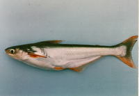 Pangasius polyuranodon, :