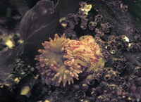 Urticina crassicornis - Christmas anemone