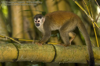 Saimiri oerstedii - Central American Squirrel Monkey