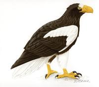 Image of: Haliaeetus pelagicus (Steller's sea eagle)