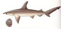 Image of: Sphyrna tiburo (bonnethead shark)