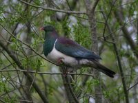 New Zealand Pigeon - Hemiphaga novaeseelandiae