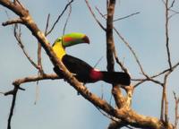 Keel-billed perched  
