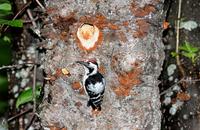 쇠오색딱다구리 (Lesser Spotted Woodpecker)