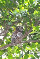斑頭鵂鶹  	Asian Barred Owlet  	Glaucidium cuculoides