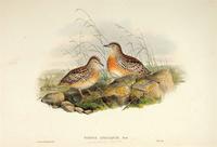 Richter after Gould Andalusian Turnix [Little Button Quail] (Turnix africanus)