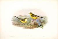 Richter after Gould Yellow Wagtail (Budytes rayi)