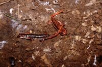 : Lyciasalamandra luschani fazilae; Lycian Salamander