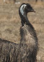 : Dromaius novaehollandiae; Emu