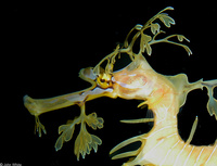 : Phycodurus eques; Sea Dragon
