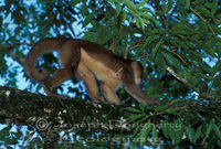 : Cebus sp.