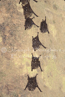 : Rhynchonycteris naso; Longnosed Bats