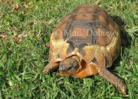 : Chersina angulata; Angulate Tortoise