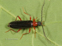 : Dendroides canadensis; Fire-colored Beetle