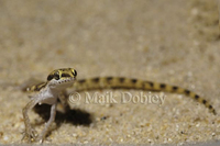 : Tropiocolotes steudneri; Algerian Sand Gecko