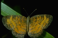 : Phyciodes (?) sp.; Brush-footed Butterfly