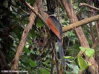 Chestnut-winged Cuckoo » Clamator coromandus