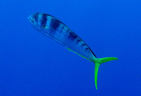 Image of Coryphaena hippurus, Common dolphinfish, Dolado, Korifene, Lámbug, Lamboûka, Lämbukeh, ...