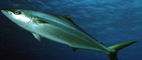 Elagatis bipinnulata, Rainbow runner: fisheries, gamefish