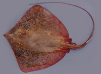 Dasyatis guttata, Longnose stingray: fisheries